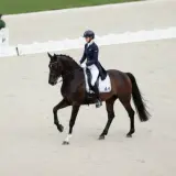 Cavalier en tenue d'équitation sur un cheval brun, exécutant un mouvement gracieux. Une belle démonstration de la race de chevaux français.