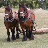 Deux robustes chevaux ardennais, harnachés et prêts à tirer un tronc d'arbre, se tiennent côte à côte dans un pré.