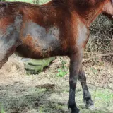 Un cheval brun, au pelage par endroits rasé, semble transpirer sans rien faire, debout dans un pré.