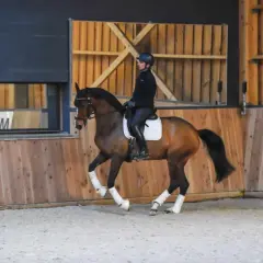 Un cheval brun en plein galop dans une carrière, monté par une cavalière en tenue d'équitation.
