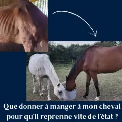 Un cheval émacié, puis deux chevaux mangeant dans un seau. Une ration d'avoine pour un cheval en convalescence.
