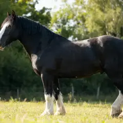 Un magnifique cheval noir, un Clydesdale, se tient dans un pré verdoyant. Sa **taille** imposante et sa robe lustrée sont mises en valeur par le soleil.