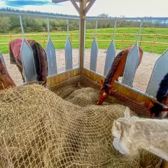 Chevaux mangeant du foin dans un râtelier. Le foin, essentiel pour leur digestion, présente des avantages et inconvénients.