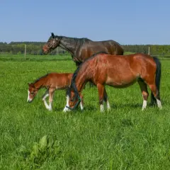 Trois chevaux, dont un poulain, broutent dans un pré verdoyant. L'herbe luxuriante suggère une bonne analyse de sol pour la pâture.
