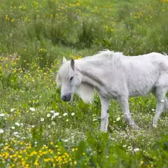 Un poney blanc, au milieu d'un champ de fleurs jaunes et blanches, broute paisiblement. Il semble savourer ce qu'un poney mange dans un tel décor.