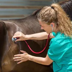 Vétérinaire auscultant un cheval avec un stéthoscope. Elle vérifie la santé de ce magnifique gourme cheval.