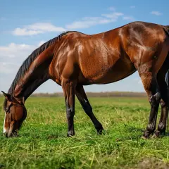 Un cheval brun, le museau dans l'herbe, semble grignoter un peu de terre. Le ciel bleu et les nuages blancs complètent ce tableau champêtre.