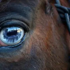 Œil bleu intense d'un cheval, reflet d'un ciel nuageux. On dirait un cheval qui pleure, une larme de tristesse dans son regard profond.