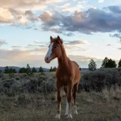 Un jeune mustang animal au pelage roux se tient dans un paysage sauvage, sous un ciel nuageux au coucher du soleil.