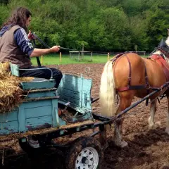 Un homme conduit un cheval de trait tirant une charrette de foin. Un autre homme surveille. C'est une herse de prairie pour chevaux en action.