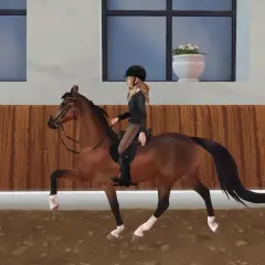 Une cavalière monte un magnifique American Saddlebred dans une carrière.