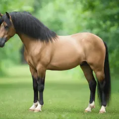 Un magnifique welsh poney bai à la crinière noire épaisse se tient dans un pré verdoyant.