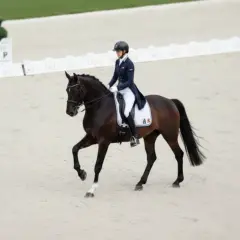 Cavalier en tenue d'équitation sur un cheval brun, exécutant un mouvement gracieux. Une belle démonstration de la race de chevaux français.
