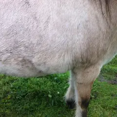 Flanc d'un cheval à la robe claire, peut-être traité avec de la metformine pour le bien-être de l'animal. Herbe verte en arrière-plan.