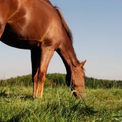 Cheval brun broutant dans un pré, avec des icônes de tiques et de mouches barrées, symbolisant la lutte contre le parasite cheval.