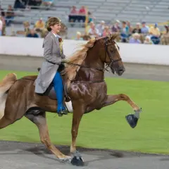 Une cavalière en tenue d'apparat monte un Tennessee Walking Horse, dont la crinière flotte au vent.