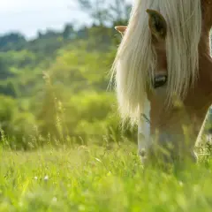 Un cheval à la crinière blonde broute paisiblement dans une herbe verdoyante, profitant d'un paysage vallonné et ensoleillé.