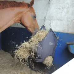 Un cheval brun mange du foin dans un sac de rationnement suspendu.