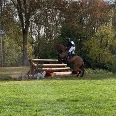 Cavalier et cheval franchissant un obstacle de cross galop 5, dans un décor automnal.