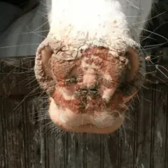 Museau de cheval affecté par le millepertuis photosensibilisant, avec des lésions cutanées et des croûtes.