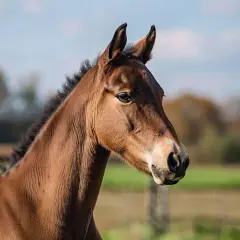 Portrait d'un jeune cheval américain au pelage brun, la crinière noire ébouriffée, dans un pré verdoyant sous un ciel bleu.