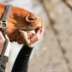 Un cheval roux est examiné, sa bouche ouverte par des mains. On vérifie s'il y a un aphte.