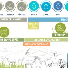 Le cycle annuel de l'élevage ovin montre l'irrigation des prairies, l'entretien des canaux, la fertilisation, et indique combien de coupe de foin par an sont réalisées : 3 coupes principales et une 4ème pour le pâturage.