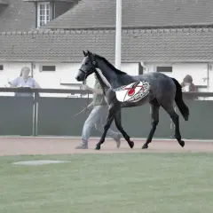 Cheval gris en mouvement, avec une illustration de l'estomac montrant un ulcère. La luzerne peut être une cause.