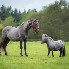 Un grand cheval gris et un mini cheval se tiennent dans un pré verdoyant, sous un ciel couvert.
