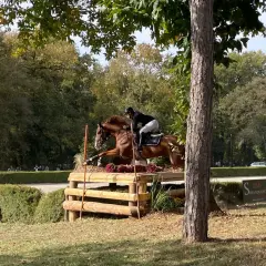 Un cavalier et son cheval brun franchissent un obstacle en bois lors d'un cross équestre.