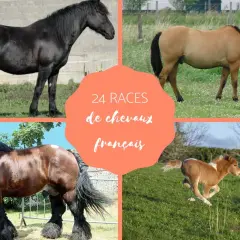 Quatre chevaux de différentes races françaises, dont un noir majestueux, un bai broutant, un trait brun et un poulain roux en pleine course.