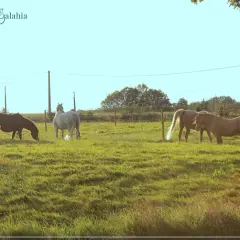 Chevaux profitant d'un pâturage tournant verdoyant au Havre de Galahia.