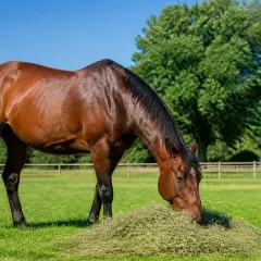 Un magnifique cheval brun, le cheval qui mange paisiblement dans un pré verdoyant sous un ciel bleu clair.