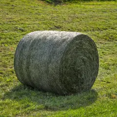 Gros round de foin enrubanné sur une prairie verte. Un cheval pourrait apprécier cette réserve pour l'hiver.