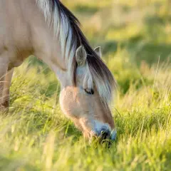 Un magnifique msm cheval, au pelage clair et à la crinière bicolore, broute paisiblement dans une prairie verdoyante baignée de soleil.
