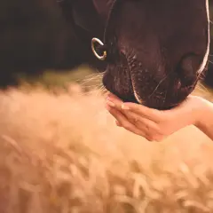 Un cheval brun mange dans une main tendue, ses vibrisses effleurant la peau. Un moment de confiance, peut-être un peu d'huile de maïs pour le régaler.