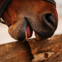 Gros plan sur la bouche d'un cheval marron, la langue sortie, les dents sur une planche de bois. Ce cheval qui ne mange pas semble jouer.