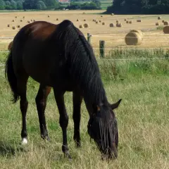 Un cheval brun, d'une noble race, broute paisiblement dans un pré verdoyant, avec des bottes de foin rondes parsemant un champ doré à l'arrière-plan.