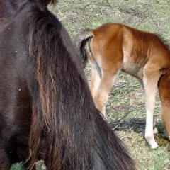 Un poulain brun, un cheval qui tousse en mangeant, se penche sur de l'herbe verte. Une jument noire est à gauche.