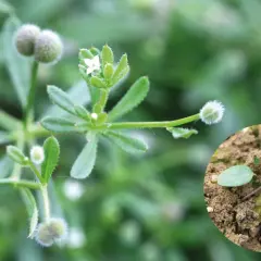 Gaillet gratteron, une plante aux petites fleurs blanches et aux fruits ronds et duveteux, appréciée des chevaux. Une jeune pousse est visible en médaillon.
