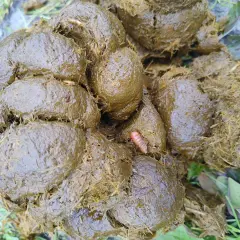 Une larve d'oestre, rose et segmentée, se trouve au milieu de crottins de cheval humides et fibreux, sur un sol herbeux.