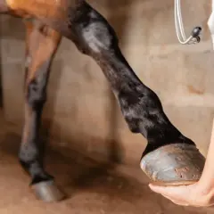 Un vétérinaire examine les tendons d'un cheval. La jambe du cheval est levée, et le vétérinaire tient son sabot.