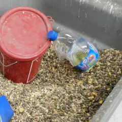 Un seau rouge et une bouteille d'huile 4 huiles, posés dans une mangeoire remplie de granulés pour chevaux.