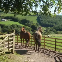 Deux chevaux dans un paddock paradise, profitant d'une vue sur des collines verdoyantes et une forêt.