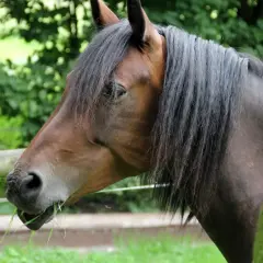 Un magnifique cheval hanovrien brun, la crinière au vent, broute paisiblement de l'herbe fraîche dans un pré verdoyant.