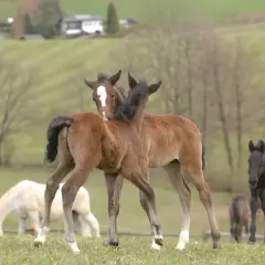 Deux poulains bruns se câlinent sur une prairie. Ils se demandent combien boit un cheval par jour. D'autres chevaux sont en arrière-plan.