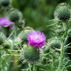Chardon-Marie aux fleurs violettes, une plante sauvage qui pourrait nourrir un cheval.