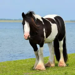 Un magnifique cheval cob pie noir et blanc se tient sur une pelouse verte près d'un lac bleu.