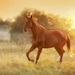 Cheval brun galopant dans un champ doré au coucher du soleil. Une alimentation adaptée est essentielle pour un cheval atteint du syndrome de Cushing.