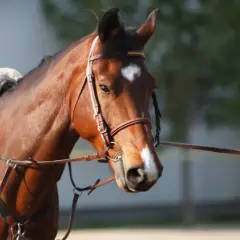 Cheval brun avec selle et enrênement chambon, prêt pour l'entraînement.
